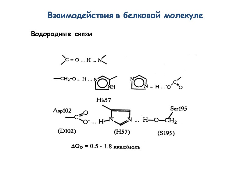 Взаимодействия в белковой молекуле Водородные связи